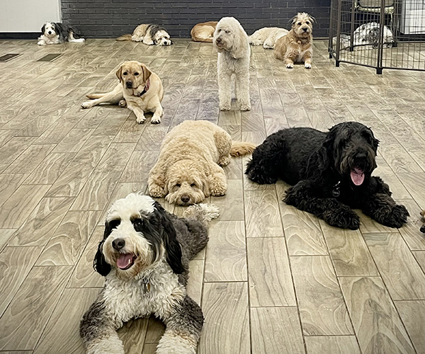 Pet Grooming