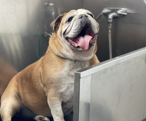 Pet Grooming