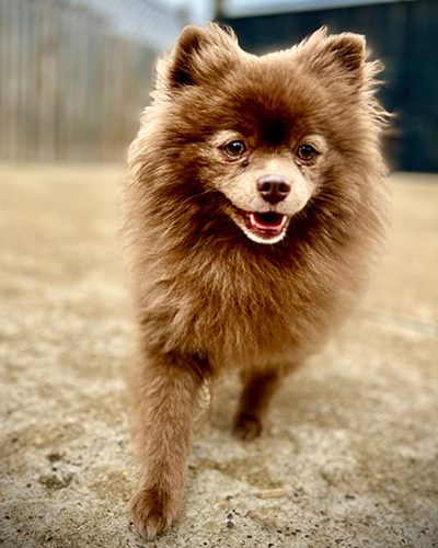 Dog