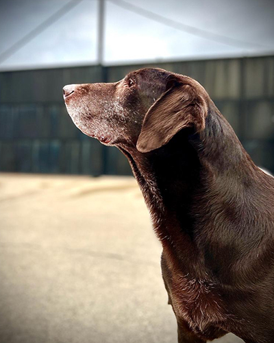 Dog