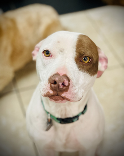 Dog
