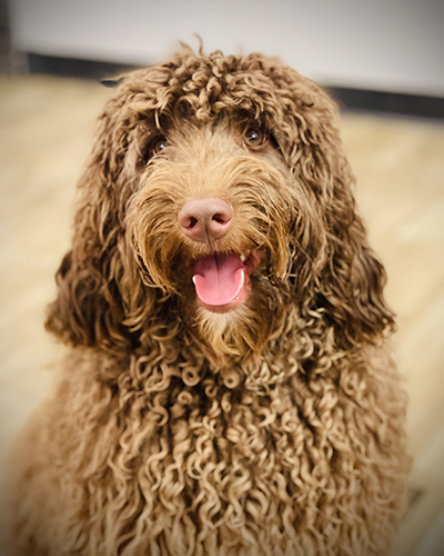 Dog