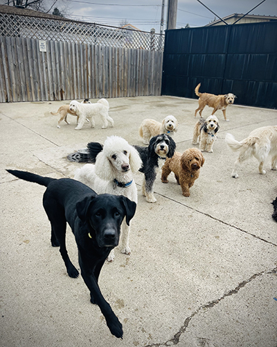 Dog