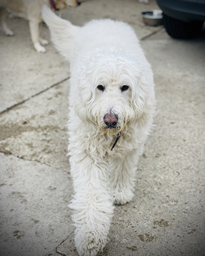 Dog