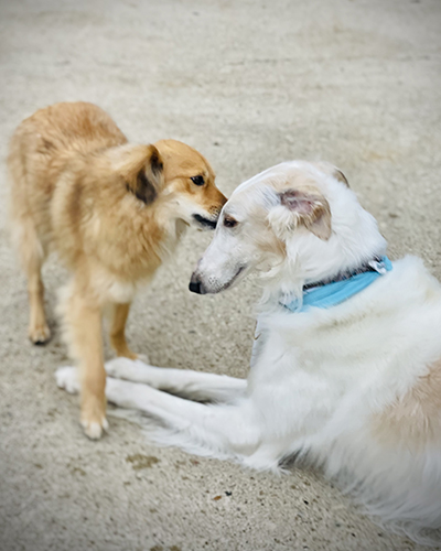 Dog