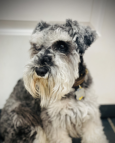 Dog