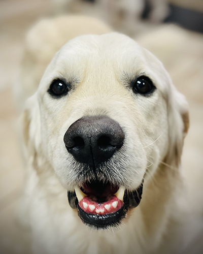 Dog