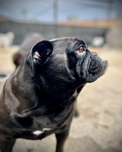 Dog